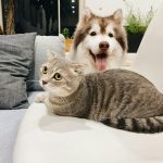 Dieper Duiken in Dierenpsychologie: Begrijpen en Omgaan met Katten- en Honden Gedrag