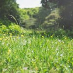 Siergrassen en Sedumdaken: Groene Innovatie voor Moderne Tuinliefhebbers